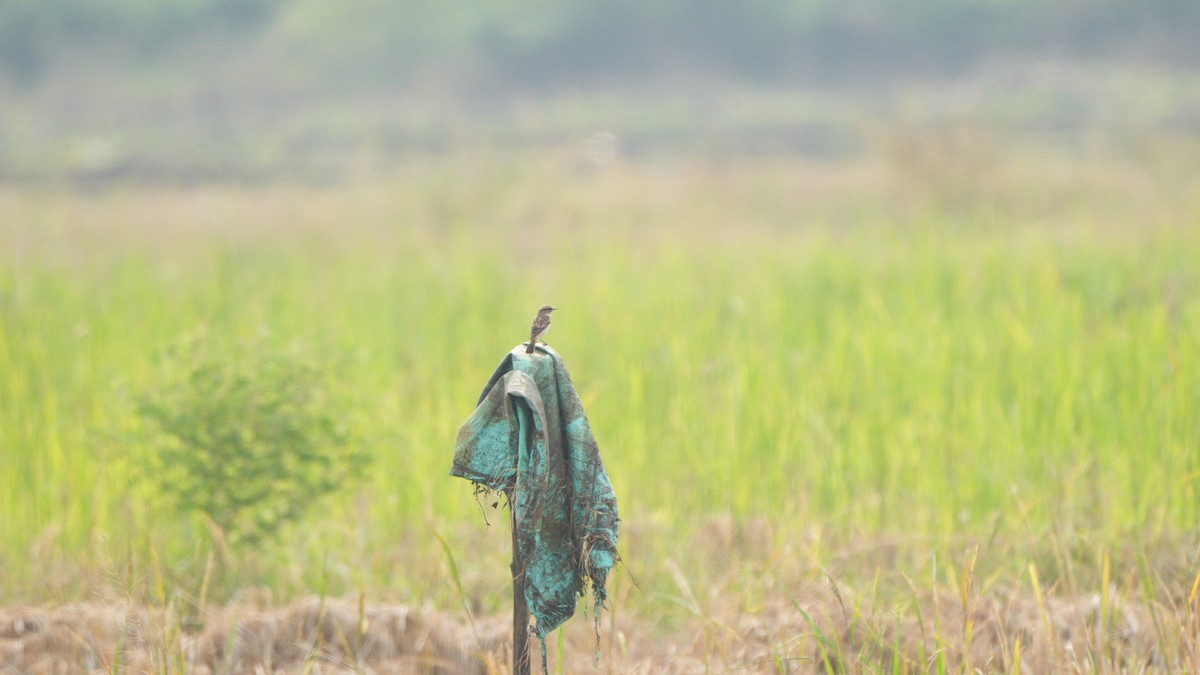 Siberian Stonechat - ML644841248