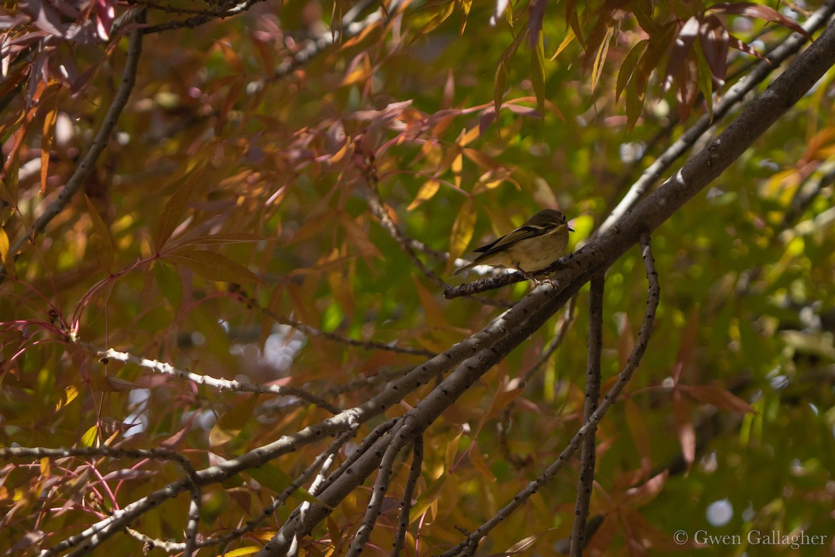 Ruby-crowned Kinglet - ML644841257