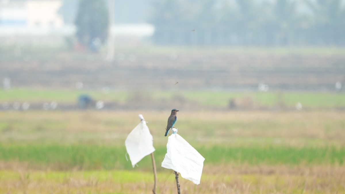 Indian Roller - ML644841258