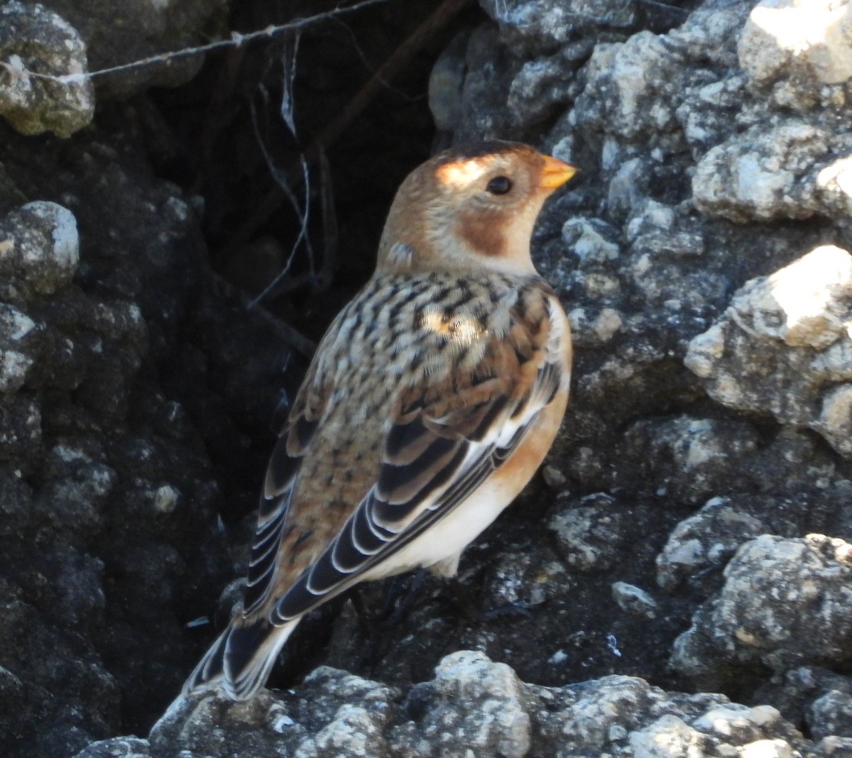גיבתון שלג - ML644841270