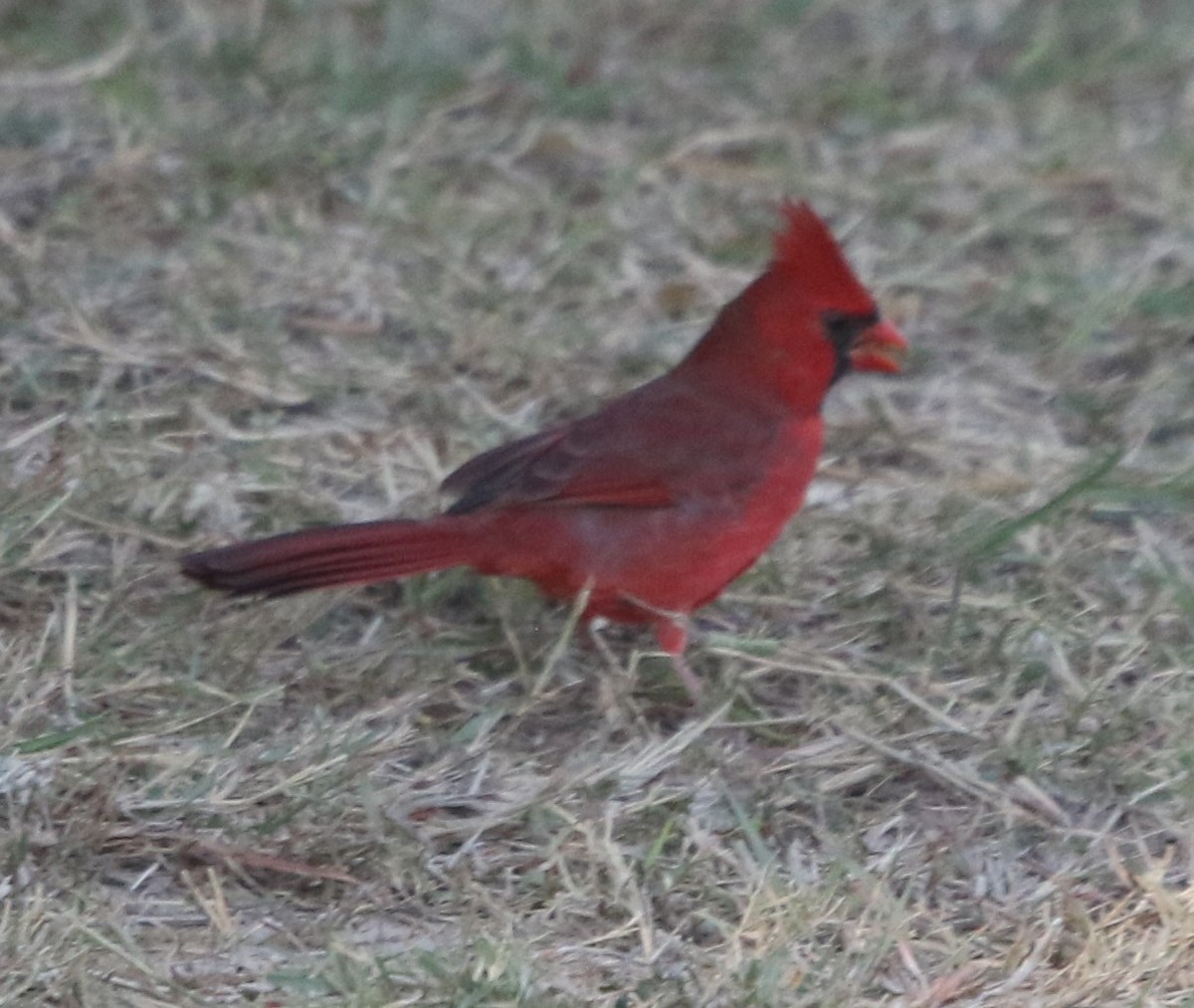 Rotkardinal - ML644841281