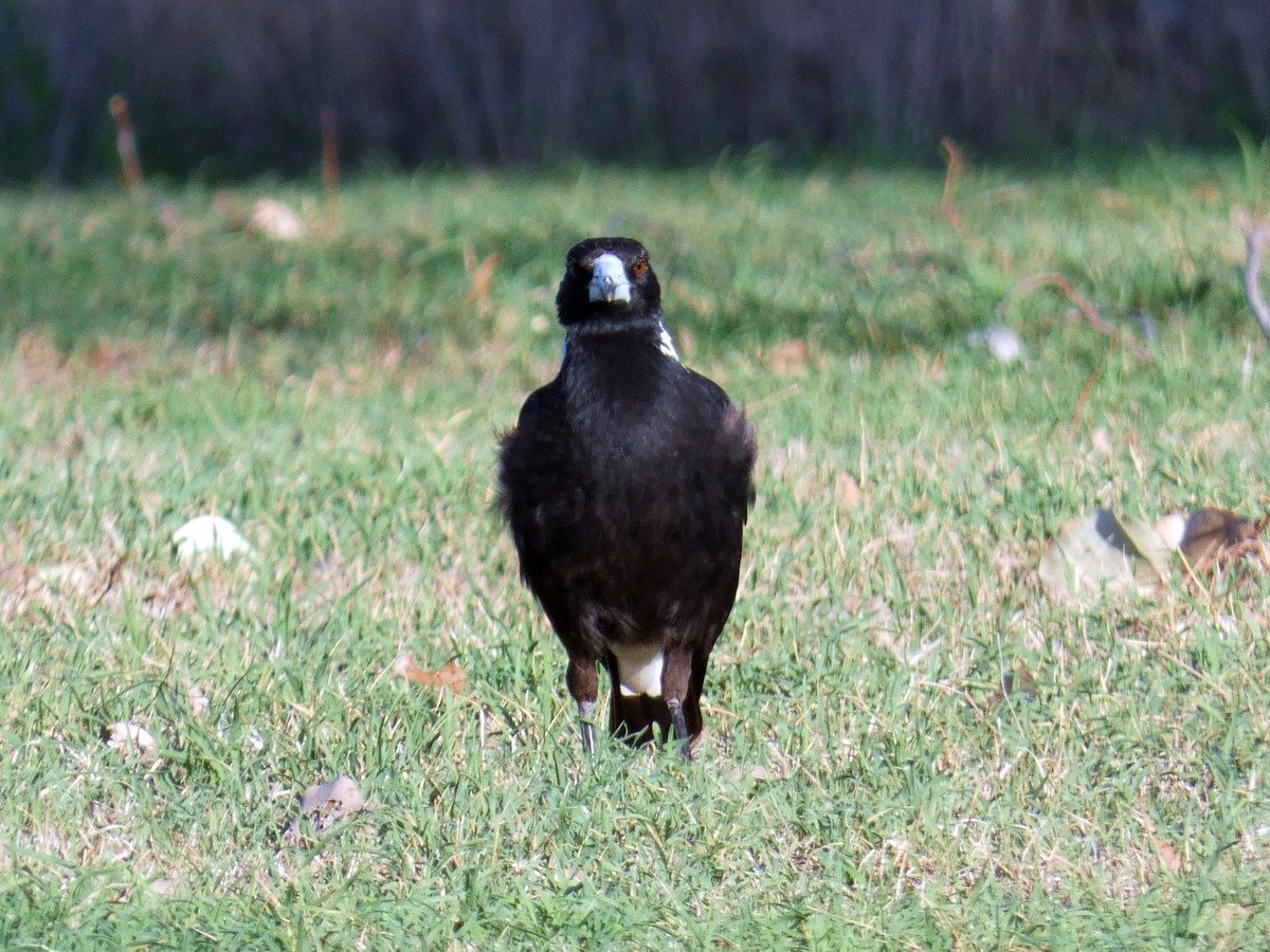 Australian Magpie - ML644841283