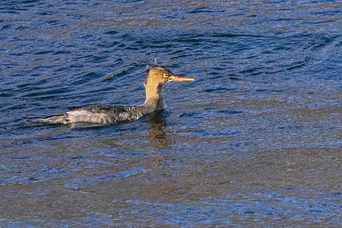 Red-breasted Merganser - ML644841290