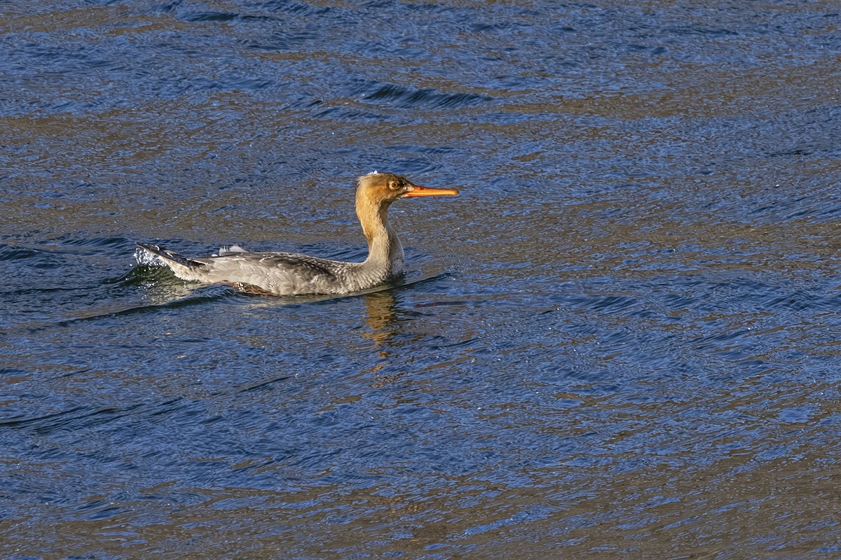Red-breasted Merganser - ML644841291