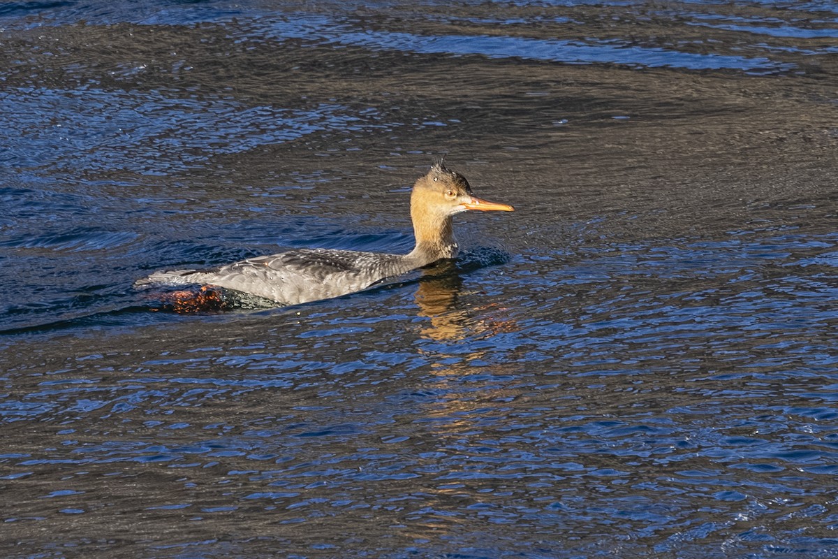 Red-breasted Merganser - ML644841295