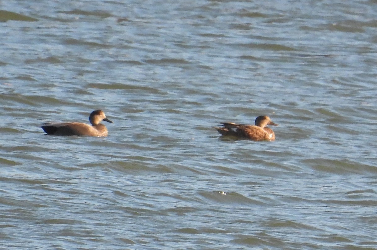 Gadwall - ML644841308