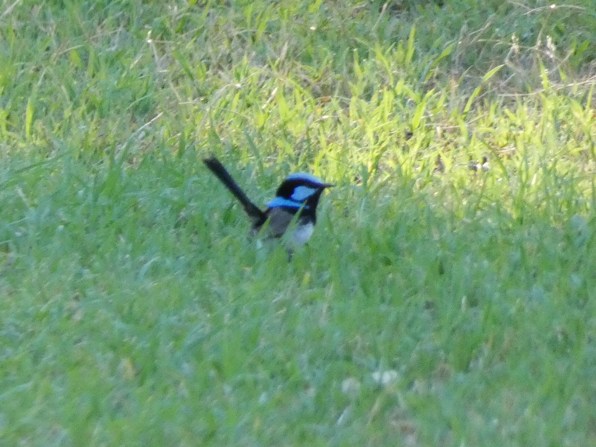 Superb Fairywren - ML644841309
