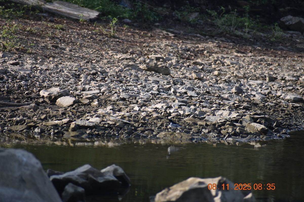 skjæreerle - ML644841322