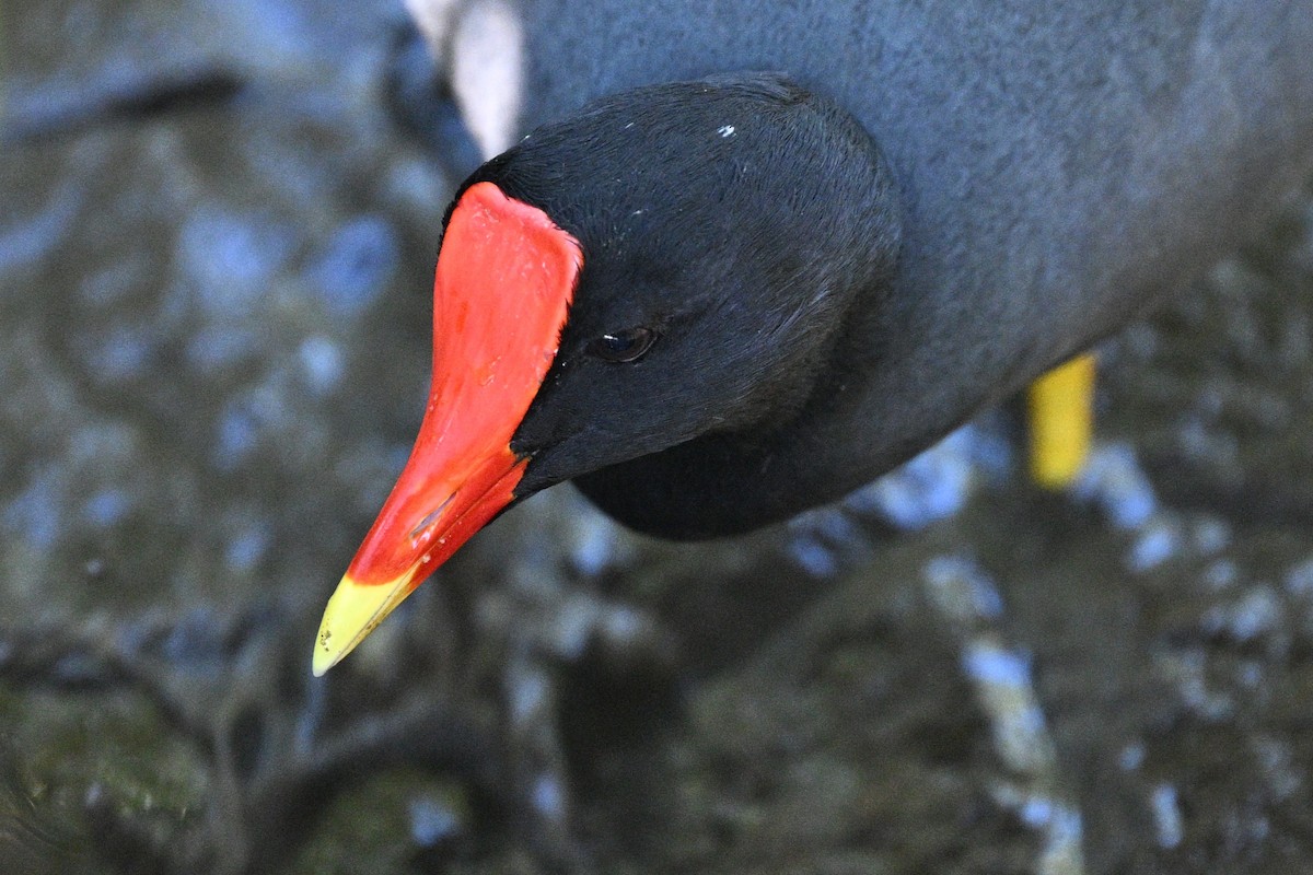 Common Gallinule - ML644841323