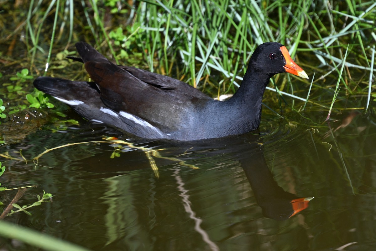 Common Gallinule - ML644841324