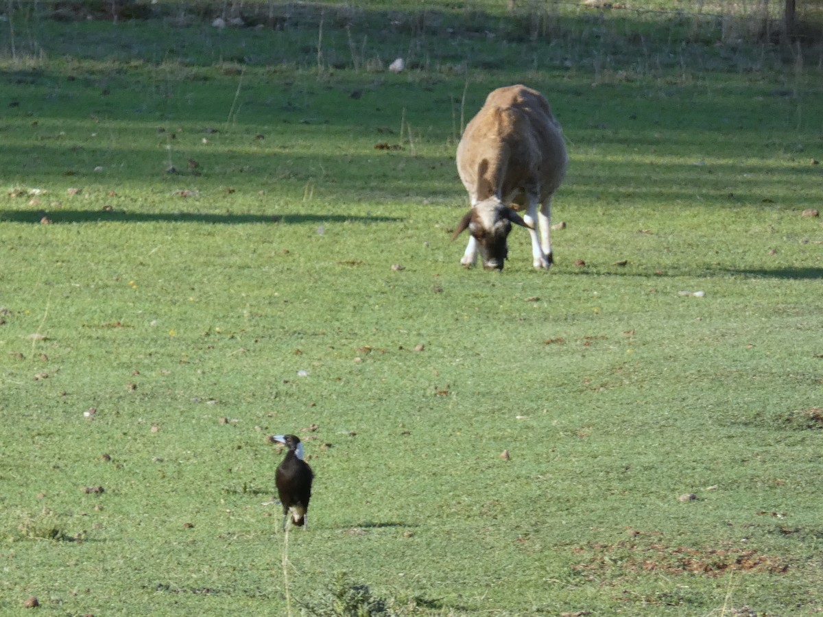 Australian Magpie - ML644841325