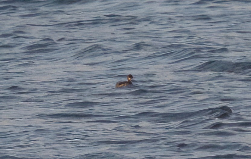 Eared Grebe - ML644841344