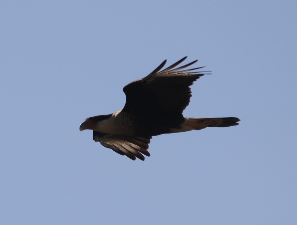 Schopfkarakara (Nordkarakara) - ML644841345