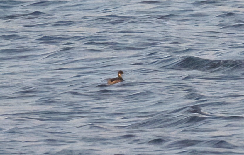 Eared Grebe - ML644841350