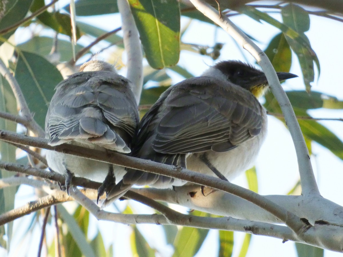 Little Friarbird - ML644841353