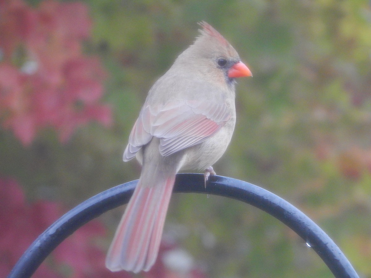 Rotkardinal - ML644841371