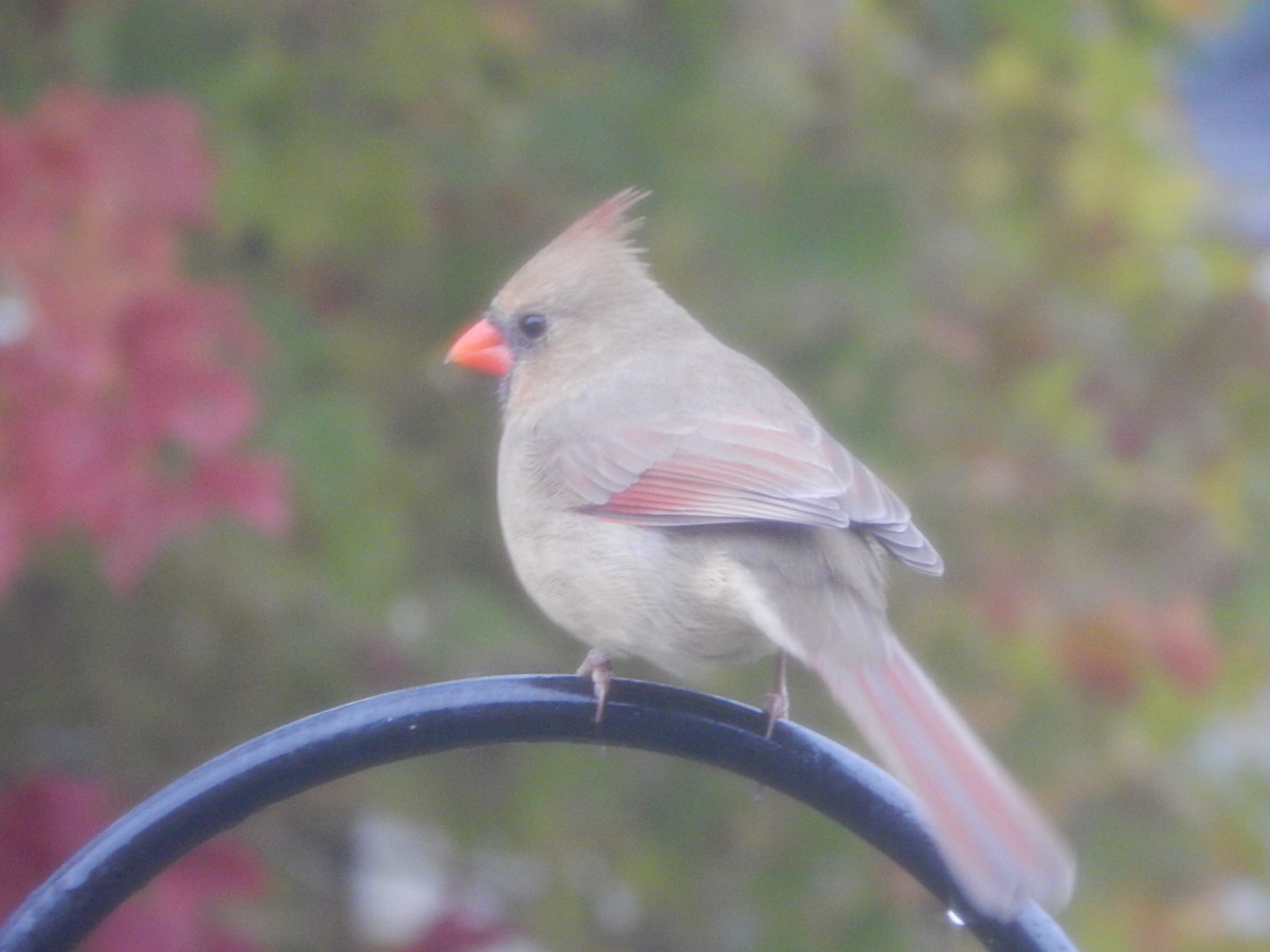 Rotkardinal - ML644841372