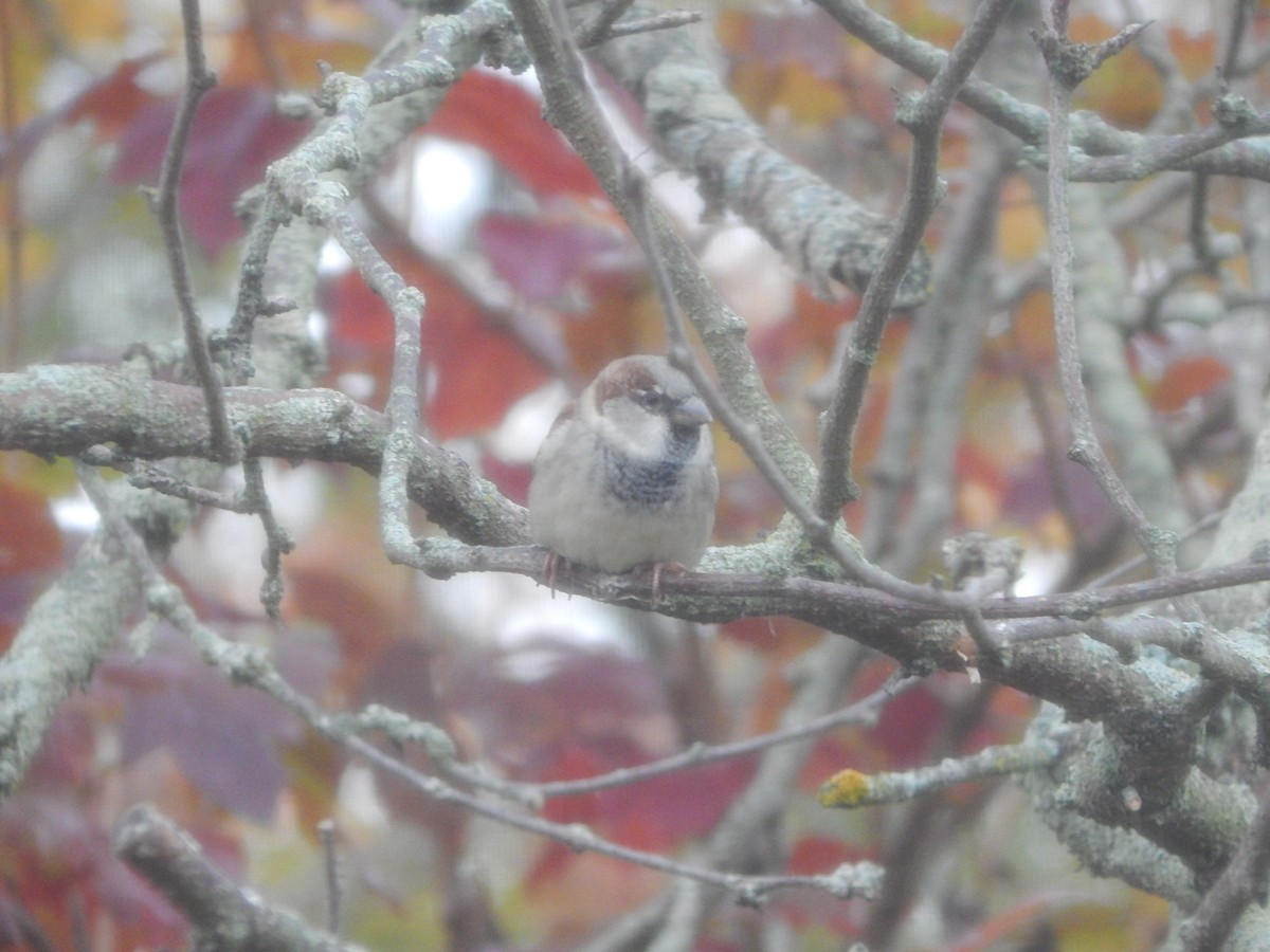 House Sparrow - ML644841374