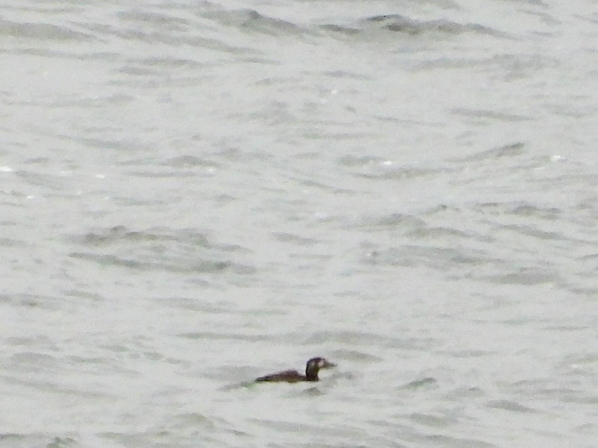 Surf Scoter - ML644841377