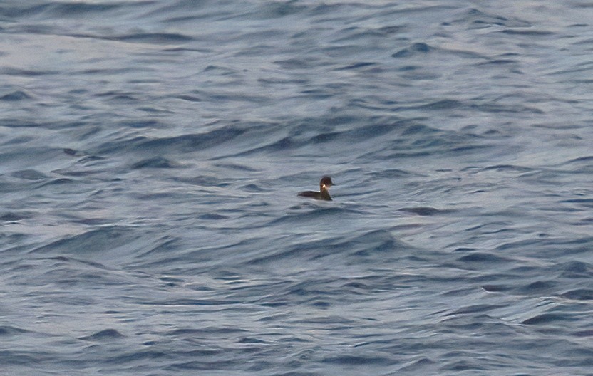 Eared Grebe - ML644841382