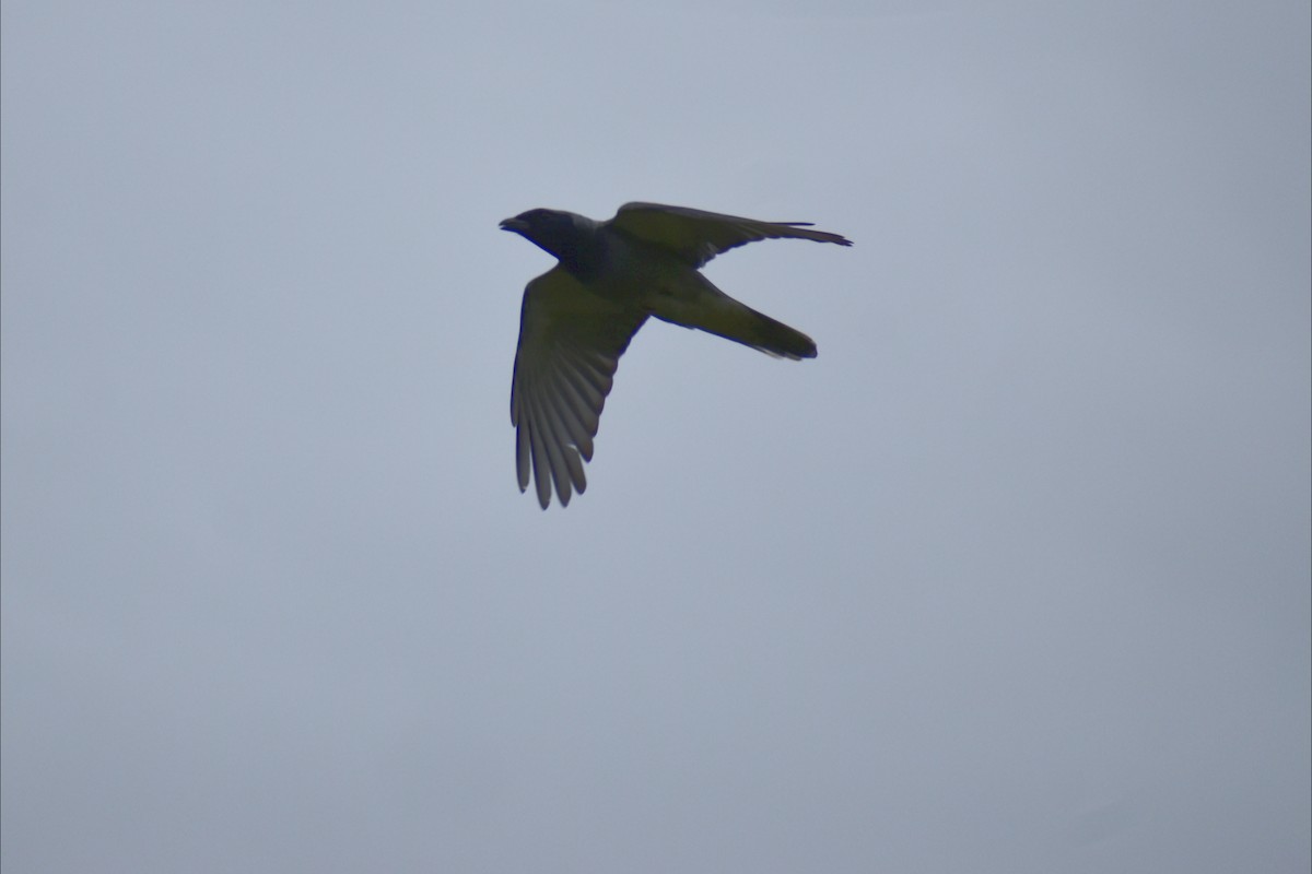 Black-faced Cuckooshrike - ML644841393