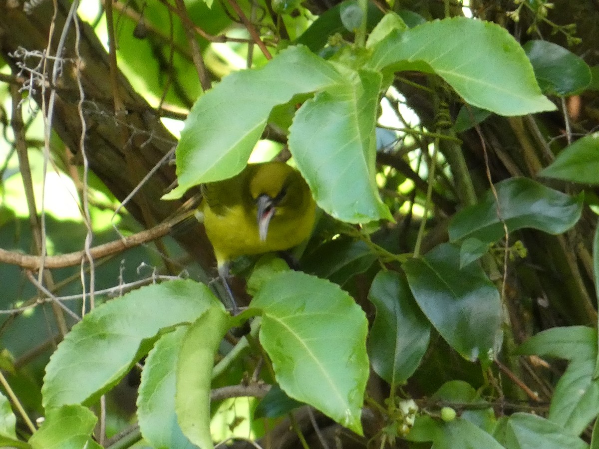 Oahu Amakihi - ML644841394