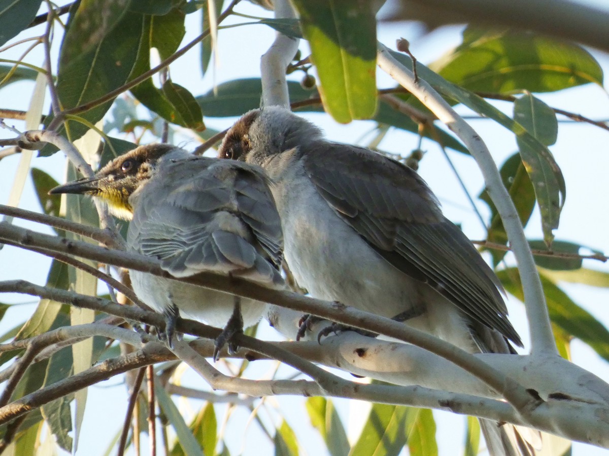 Little Friarbird - ML644841396