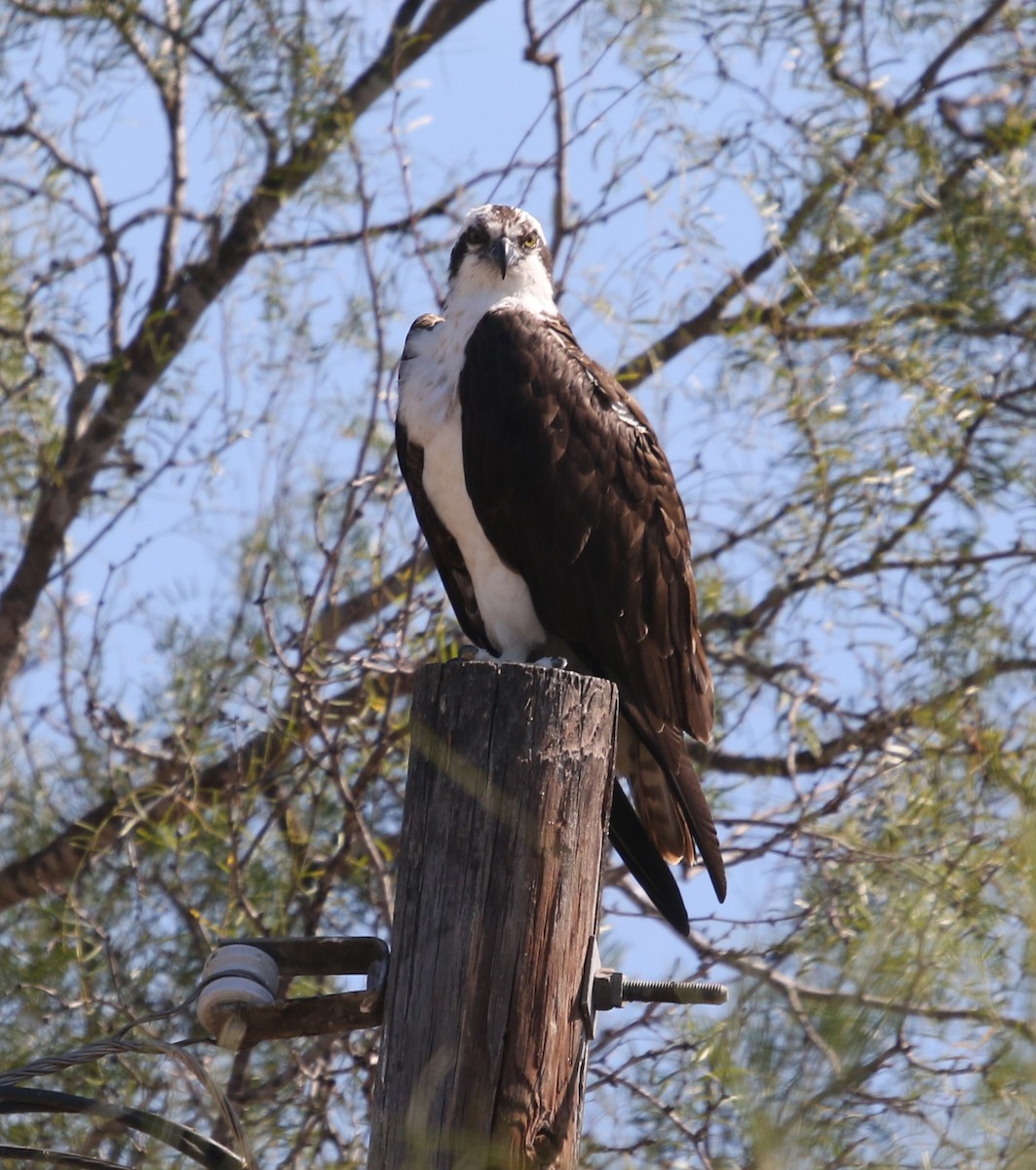 Скопа (carolinensis) - ML644841397