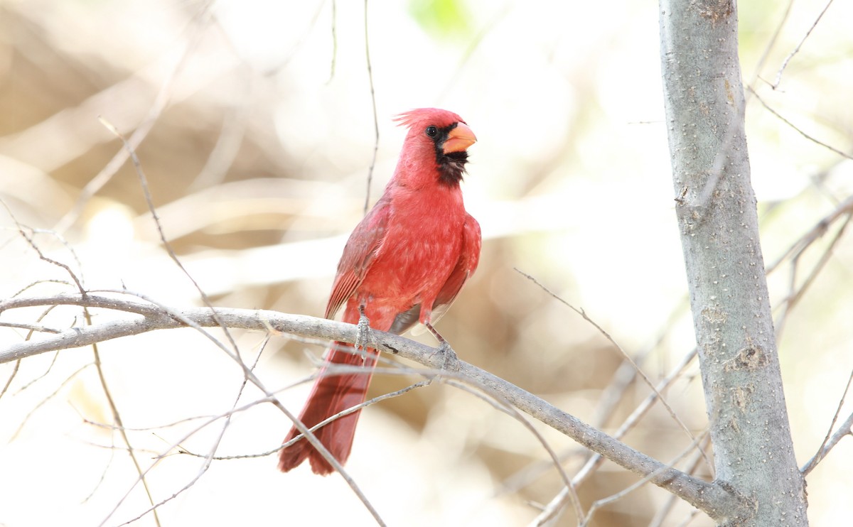 Rotkardinal - ML644841403