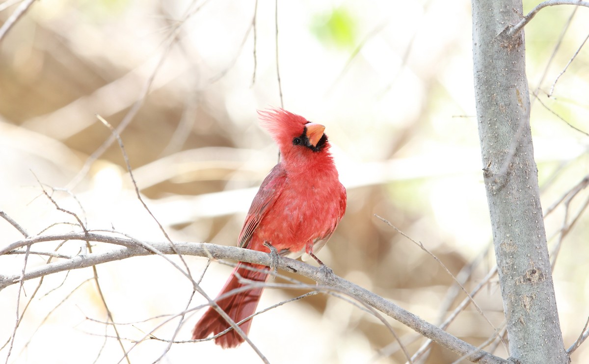 Rotkardinal - ML644841404