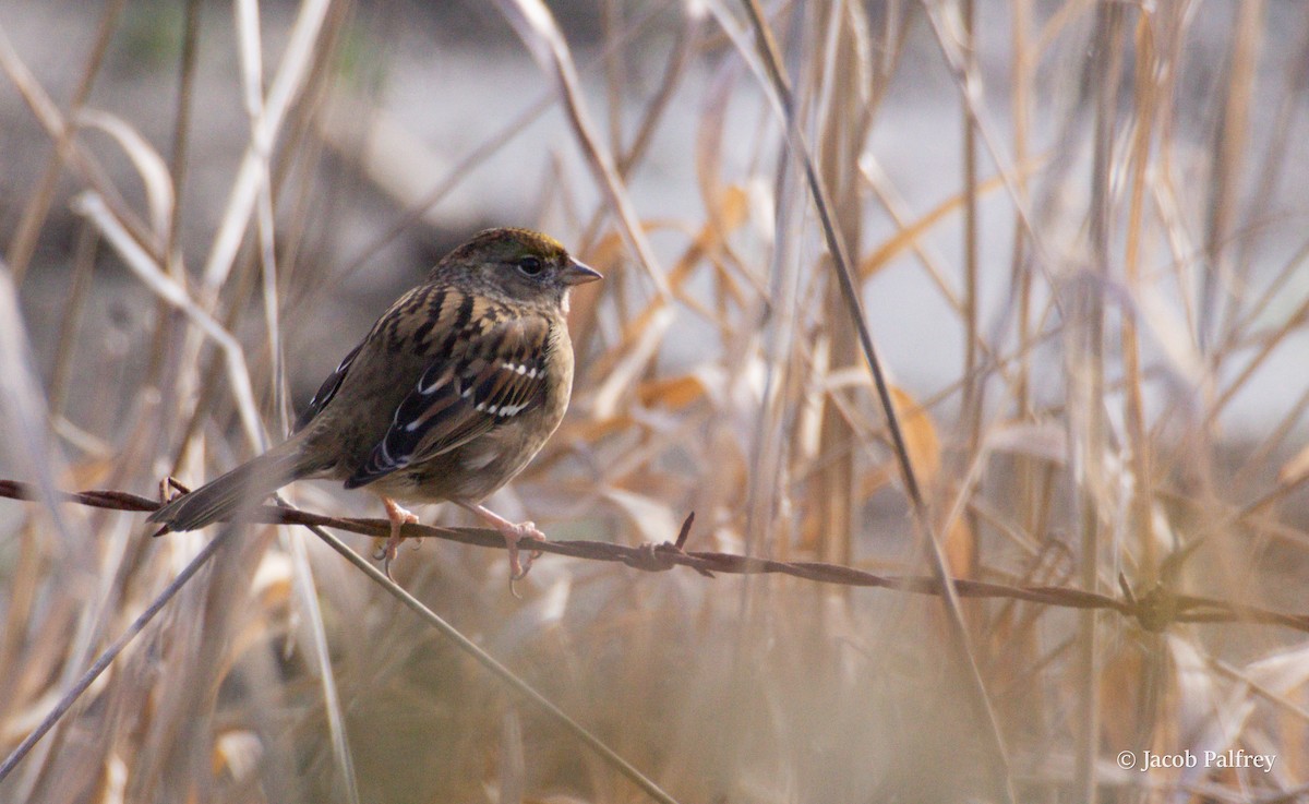 Golden-crowned Sparrow - ML644841406