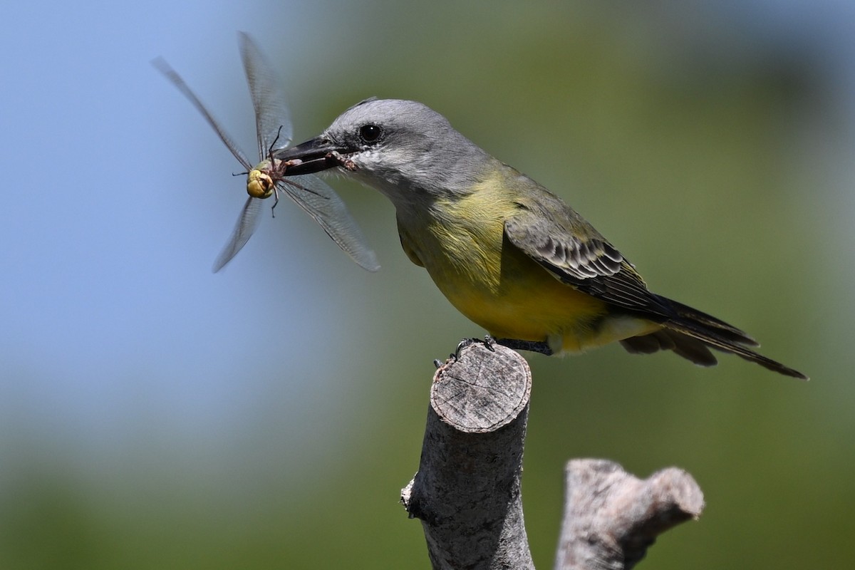 Tropical Kingbird - ML644841414