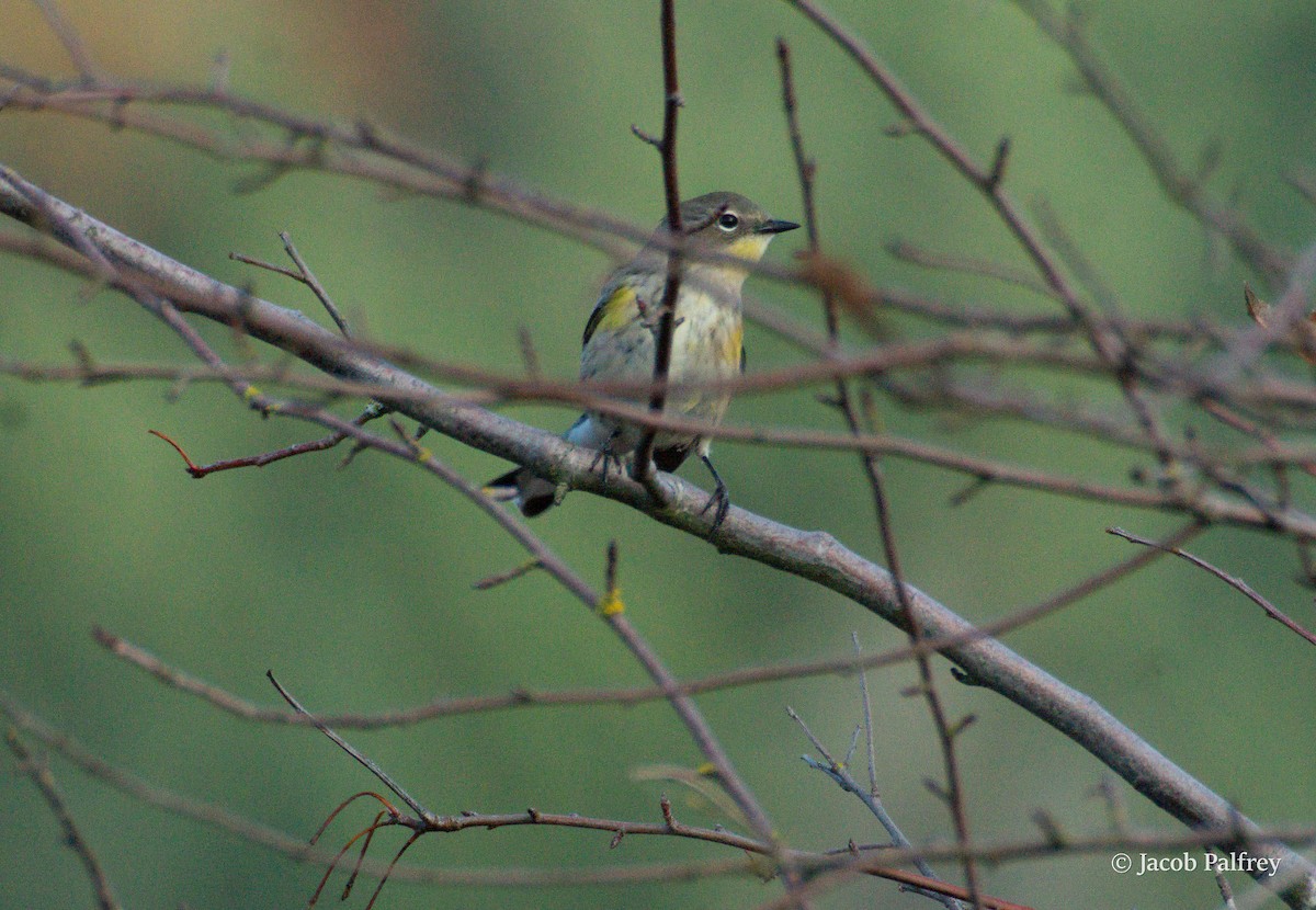 Yellow-rumped Warbler - ML644841415