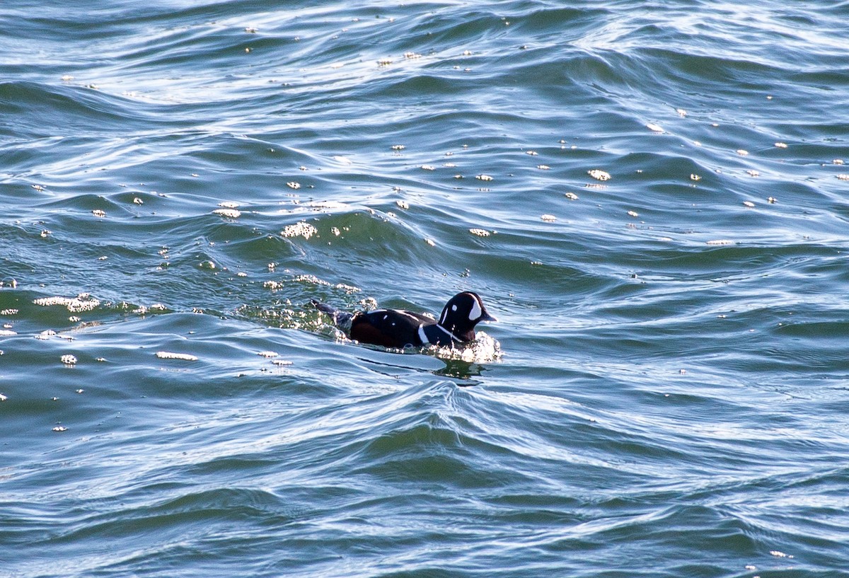 Harlequin Duck - ML644841416