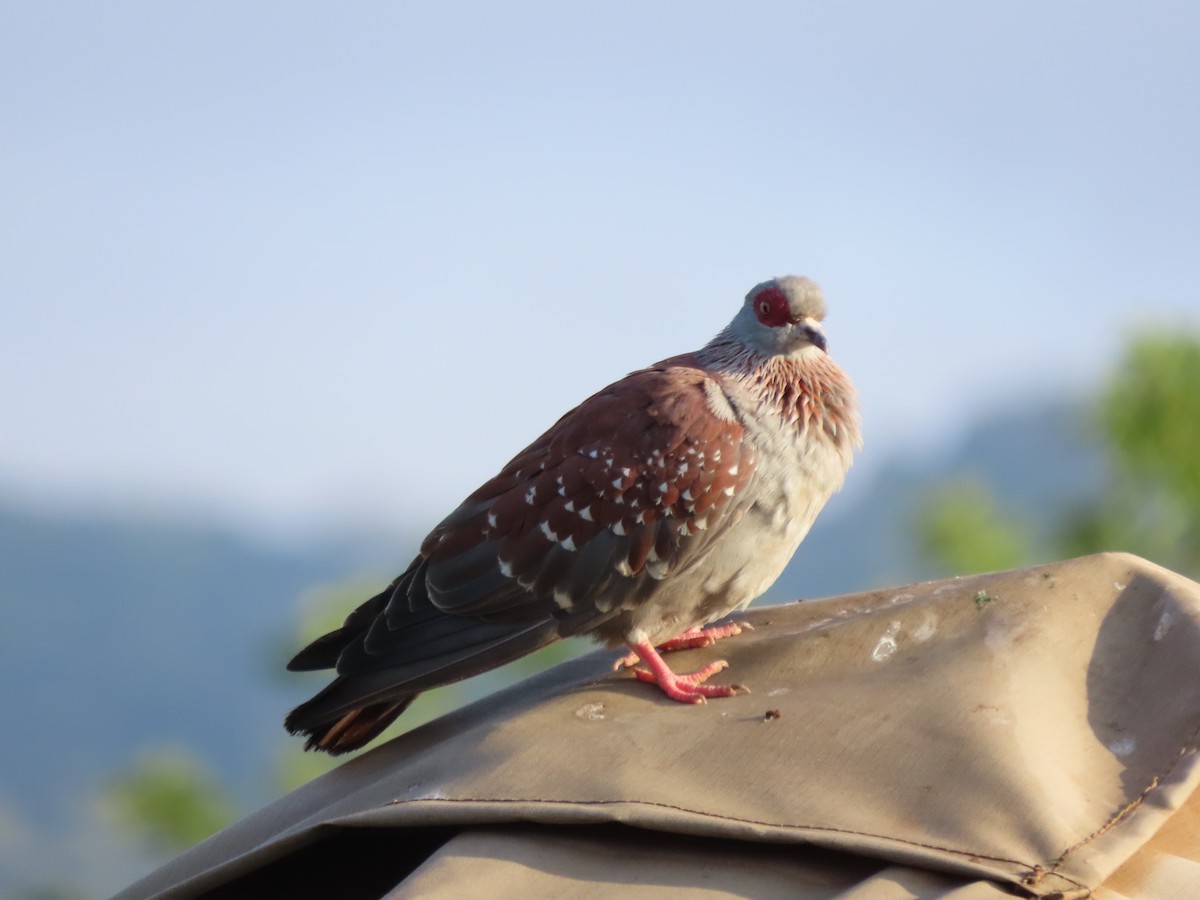 Speckled Pigeon - ML644841417