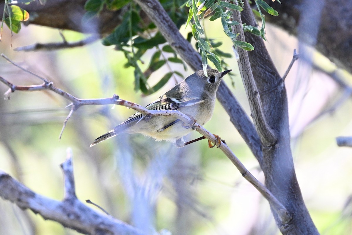 Ruby-crowned Kinglet - ML644841436