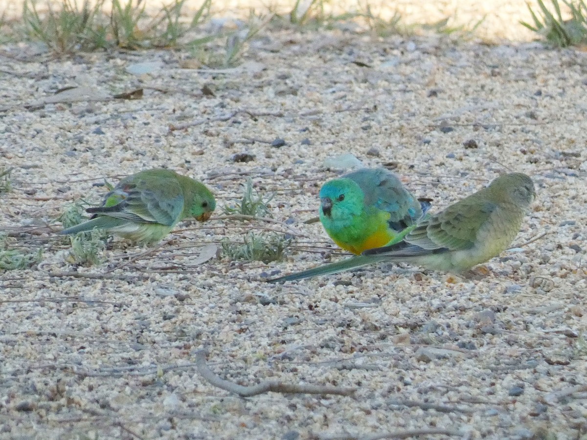 Red-rumped Parrot - ML644841442