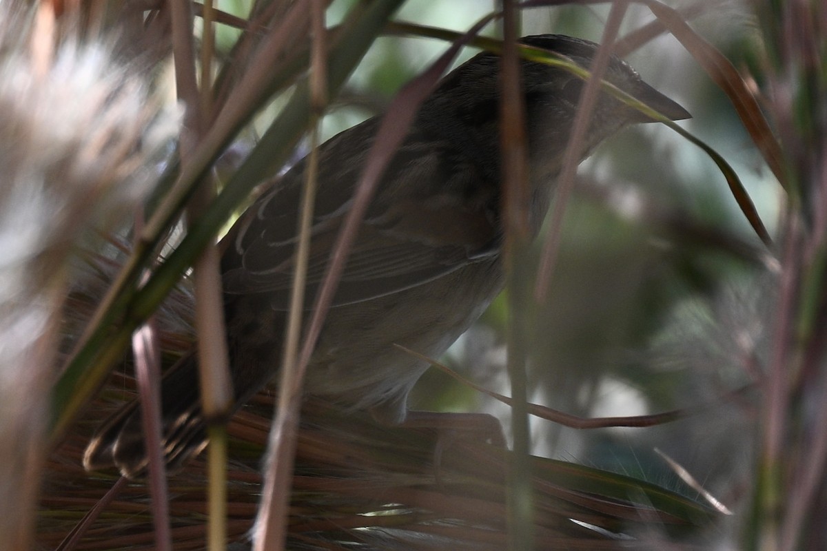 Bruant des marais - ML644841444