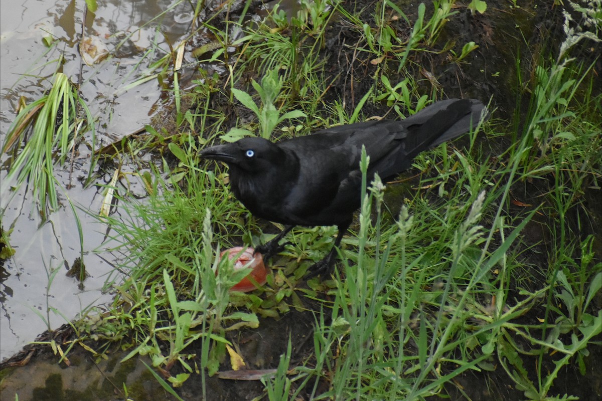 ミナミコワタリガラス - ML644841445