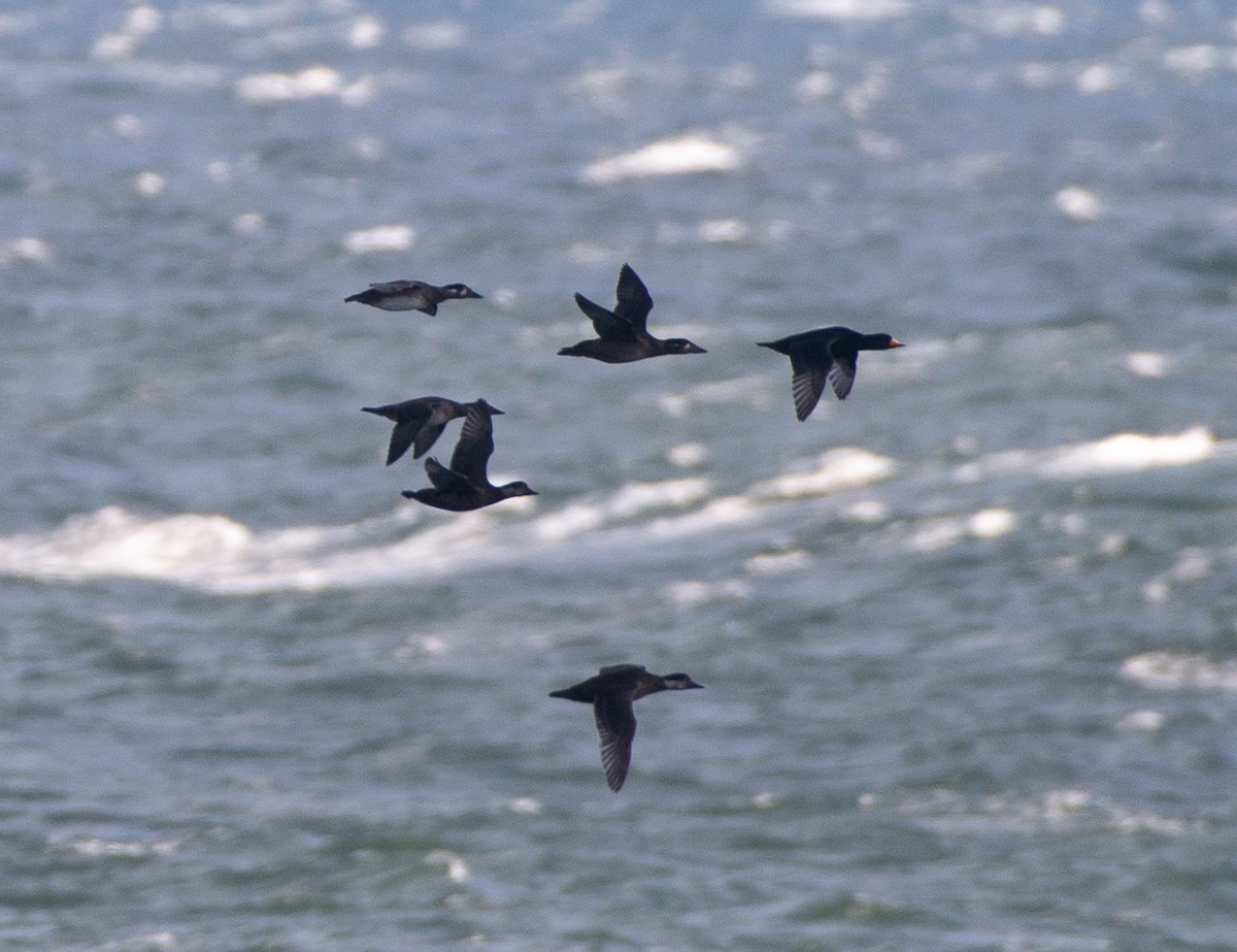 amerikasvartand - ML644841447