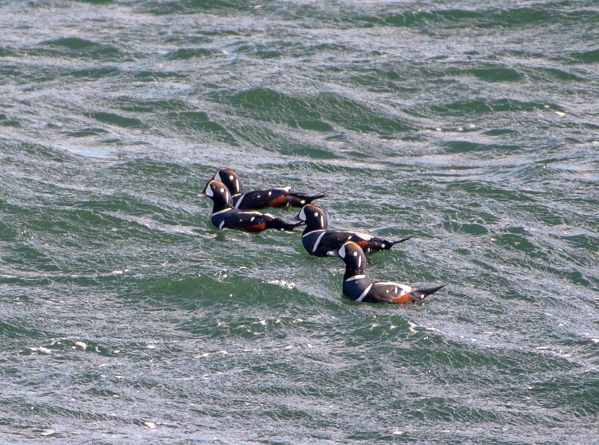 Harlequin Duck - ML644841448