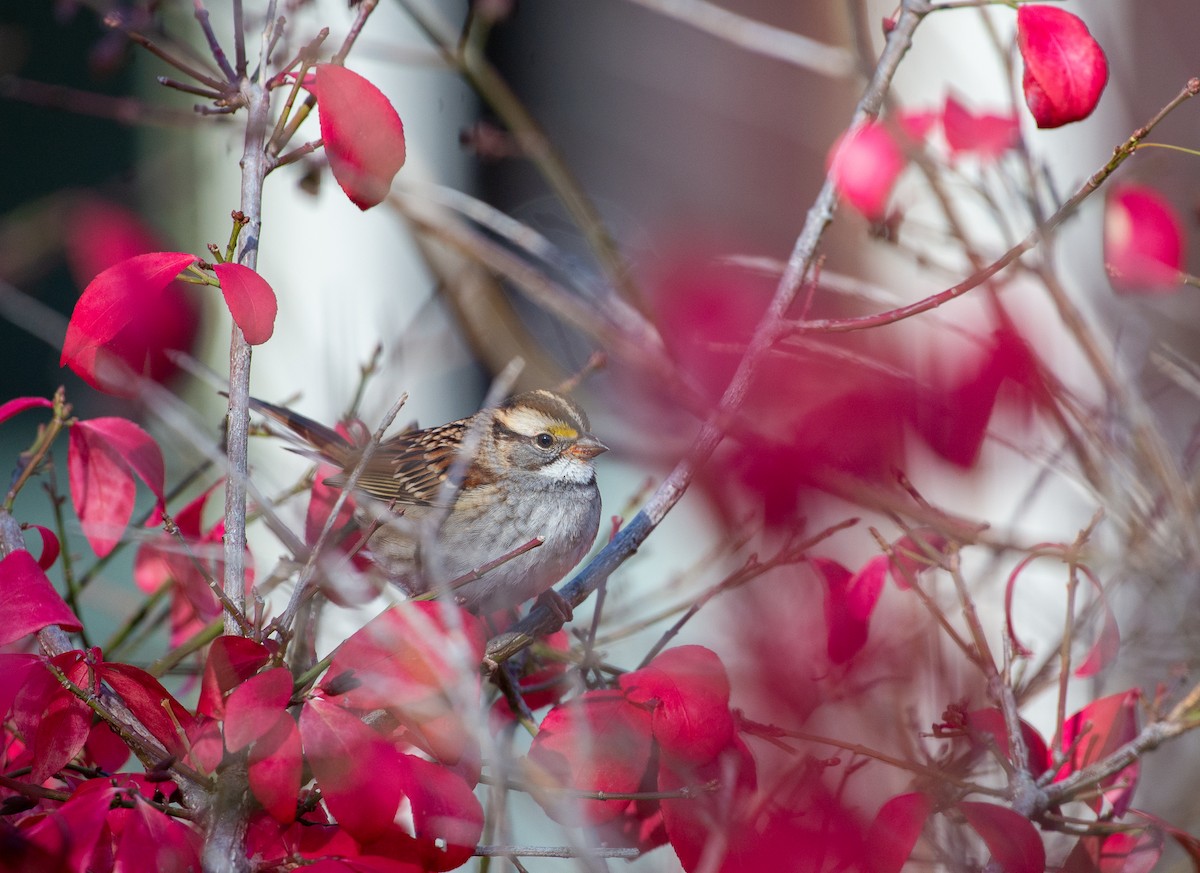 White-throated Sparrow - ML644841457
