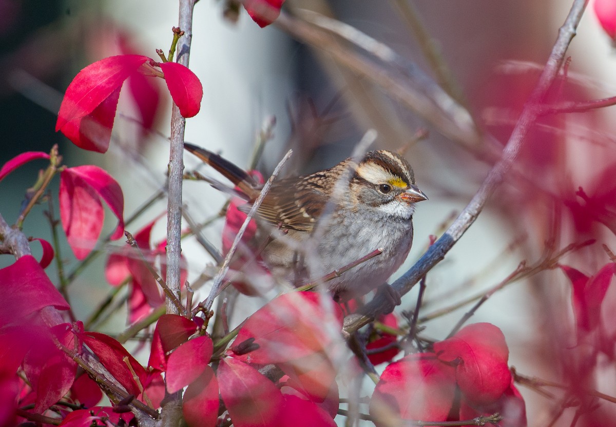 White-throated Sparrow - ML644841458