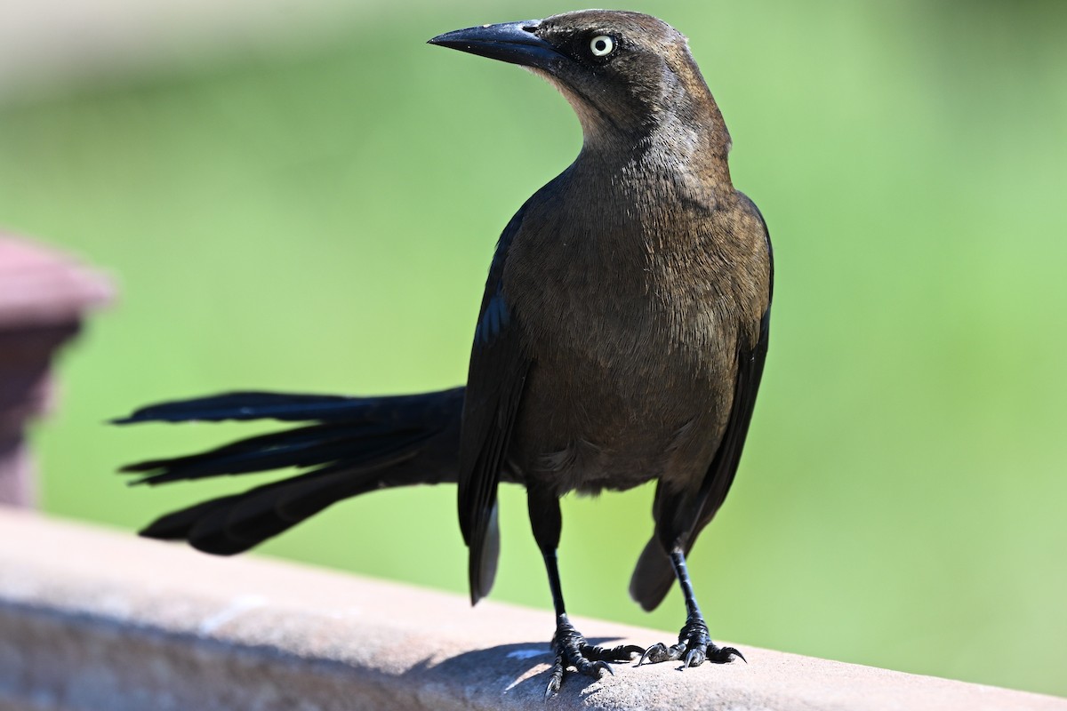 Great-tailed Grackle - ML644841459