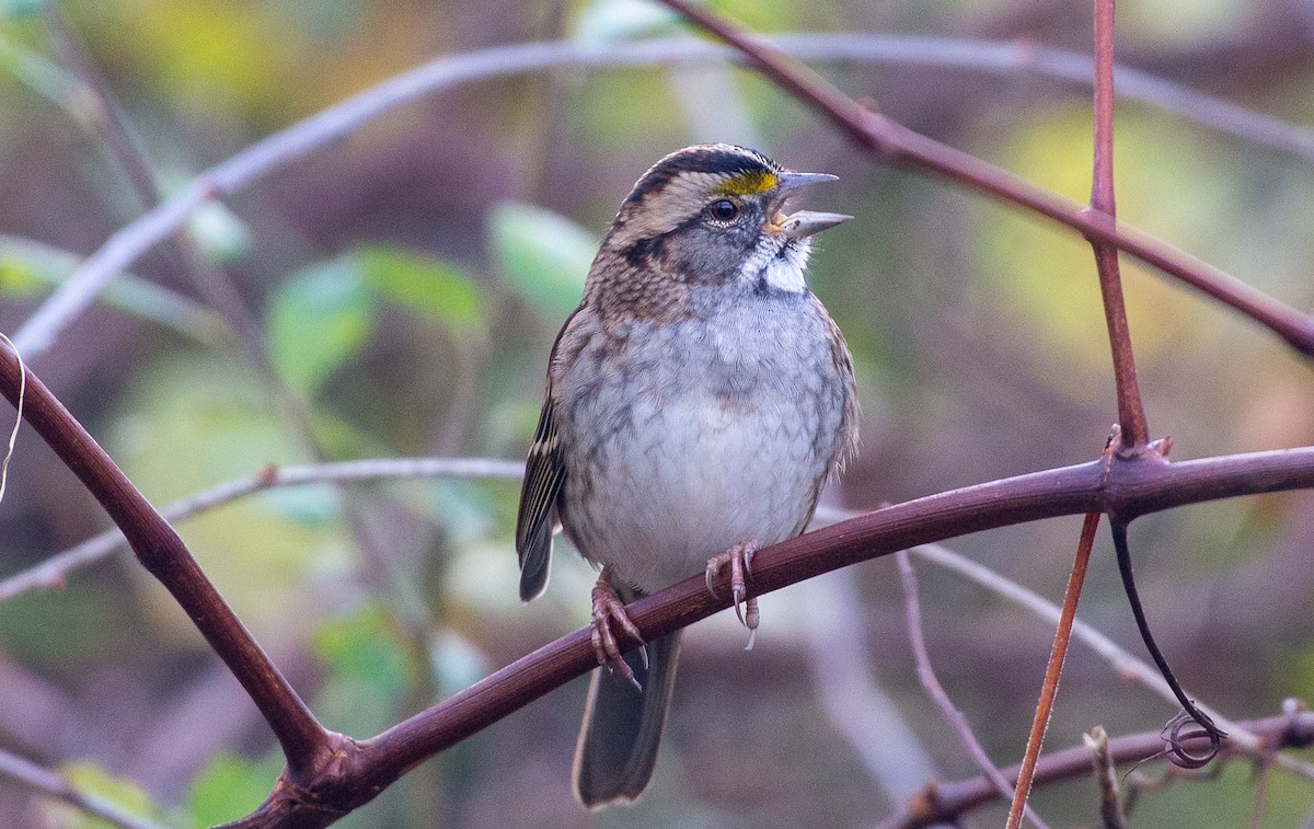 White-throated Sparrow - ML644841461