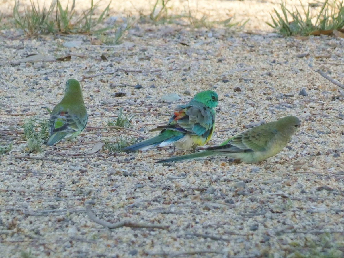 Red-rumped Parrot - ML644841468