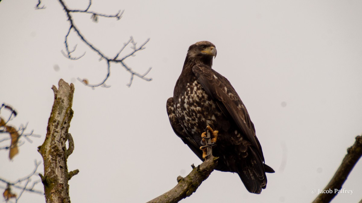 Bald Eagle - ML644841471