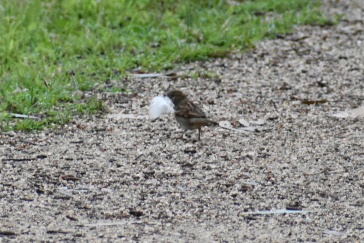 House Sparrow - ML644841480