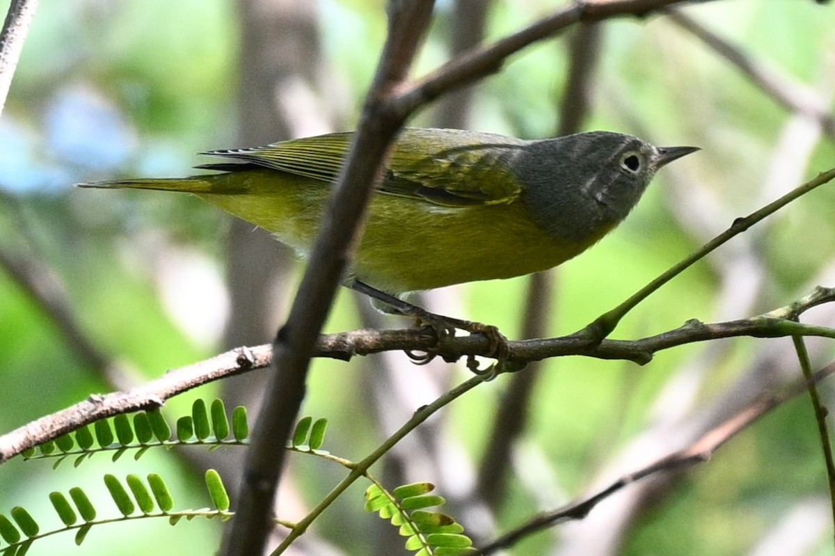 Nashville Warbler - ML644841481