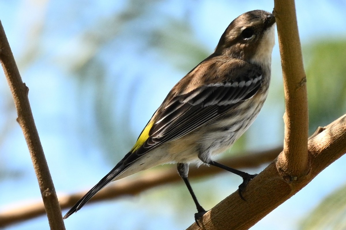 Yellow-rumped Warbler (Myrtle) - ML644841483